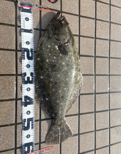 ヒラメの釣果