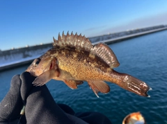 エゾメバルの釣果