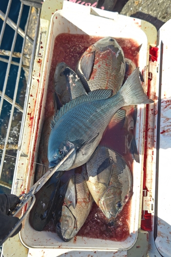 クチブトグレの釣果