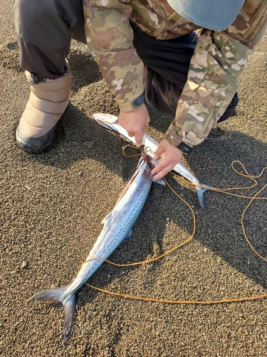 サゴシの釣果