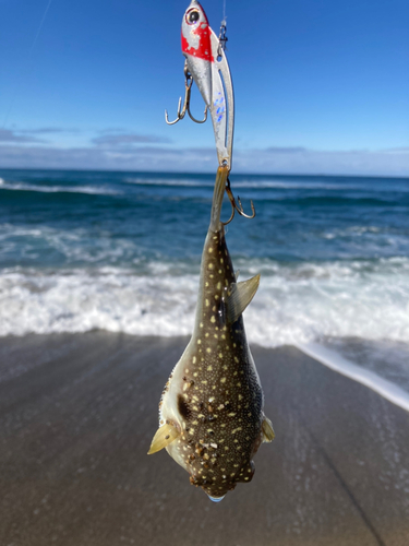 フグの釣果