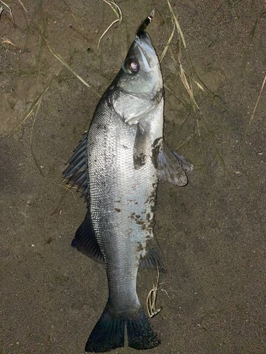 フッコ（ヒラスズキ）の釣果