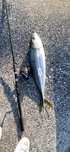 メジロの釣果