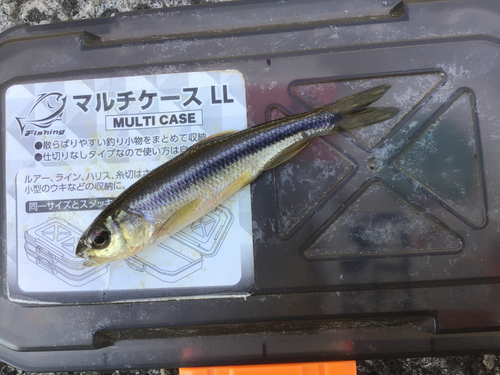 カワムツの釣果