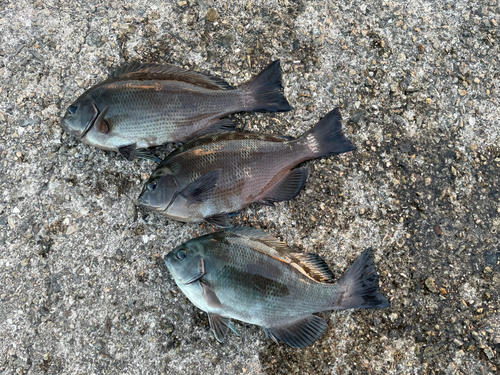 クチブトグレの釣果