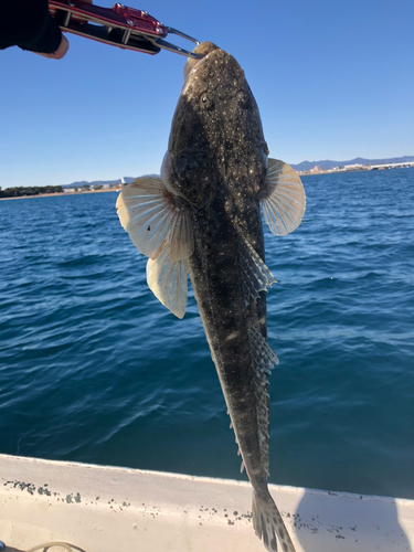 マゴチの釣果