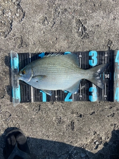 ババタレの釣果