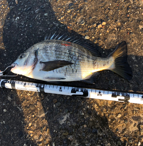 クロダイの釣果