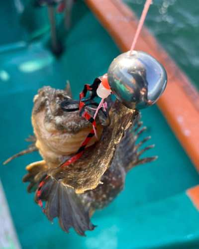 オニオコゼの釣果