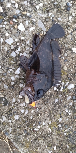 メバルの釣果