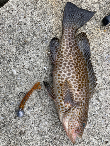 オオモンハタの釣果