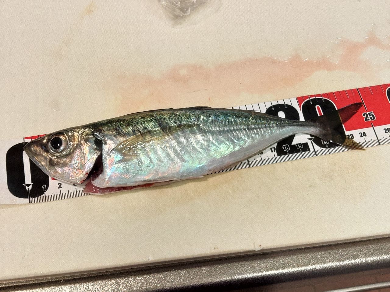 アジ