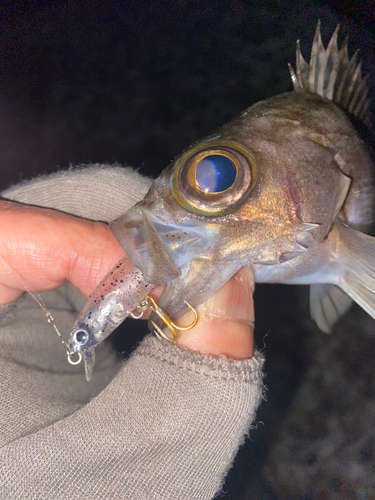 クロメバルの釣果