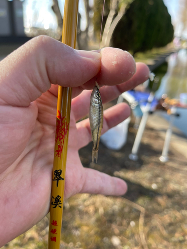 モツゴの釣果