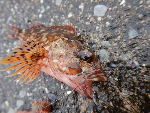 カサゴの釣果