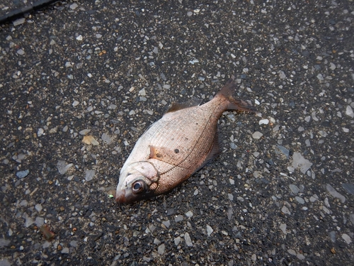 ウミタナゴの釣果