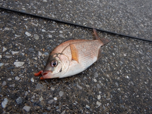 ウミタナゴの釣果