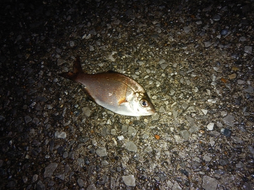 ウミタナゴの釣果