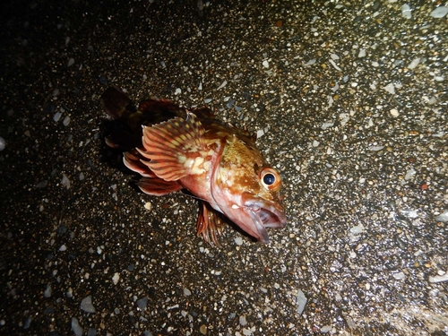 カサゴの釣果