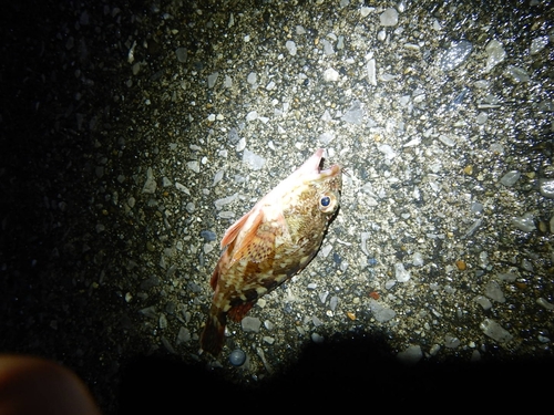 カサゴの釣果