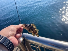 タケノコメバルの釣果