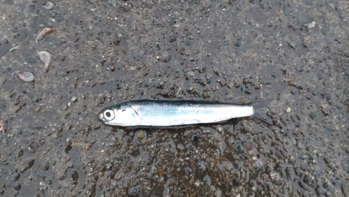 カタクチイワシの釣果