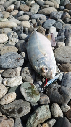 メッキの釣果