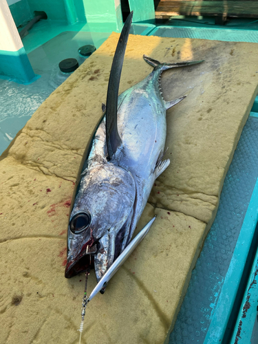 ビンチョウマグロの釣果