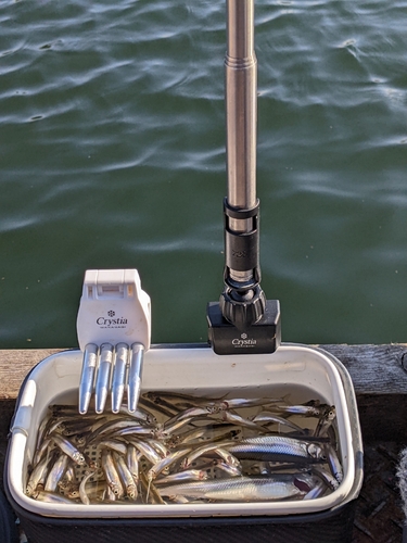 ワカサギの釣果