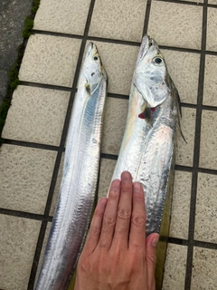 タチウオの釣果