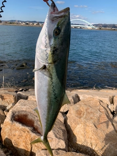 ブリの釣果