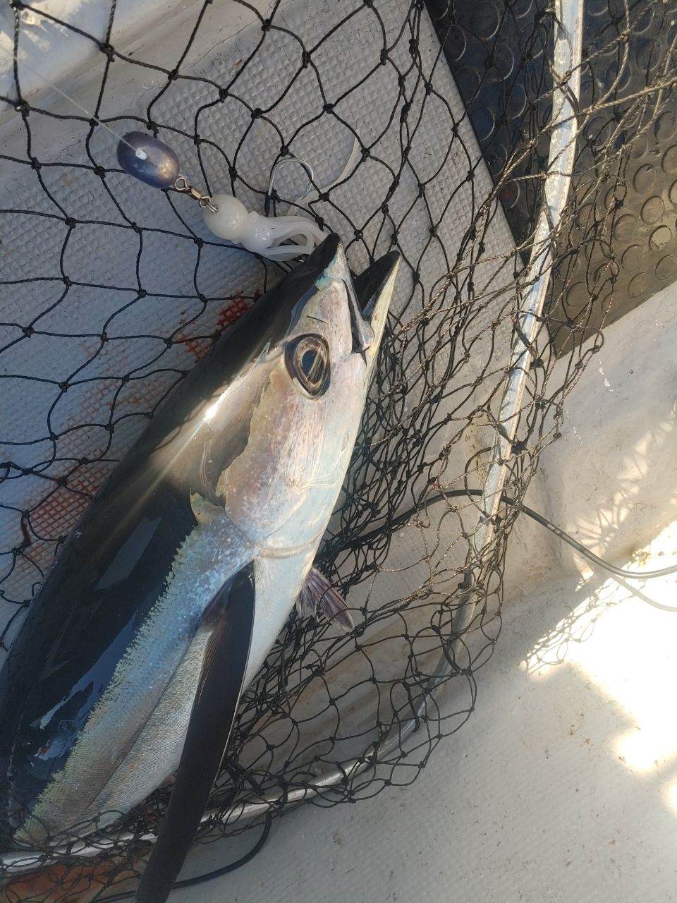 三重県ジギング船　絆さんの釣果 2枚目の画像