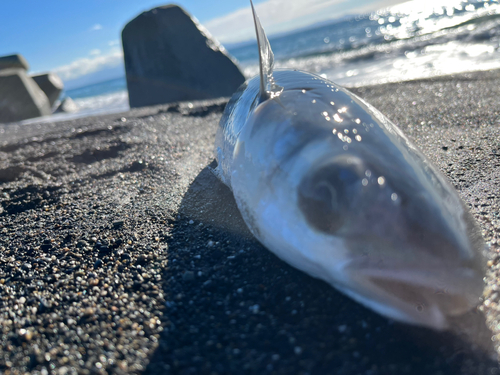 ボラの釣果