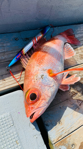 アカムツの釣果