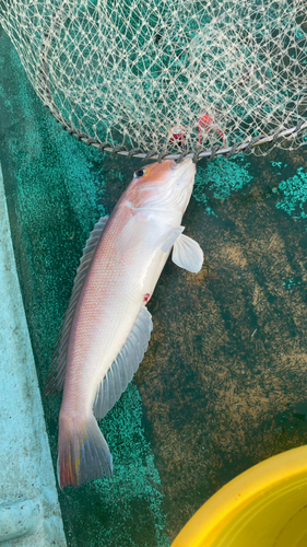 アマダイの釣果