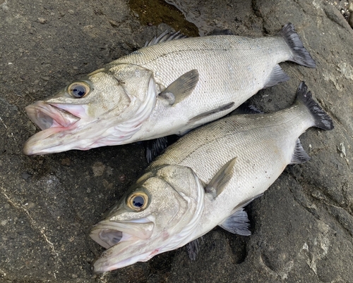 ヒラスズキの釣果