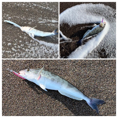 ホッケの釣果