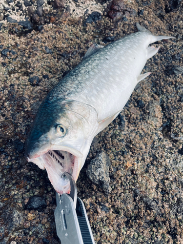 アメマスの釣果