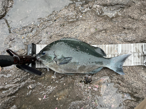 メジナの釣果