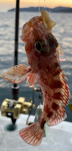 ガシラの釣果