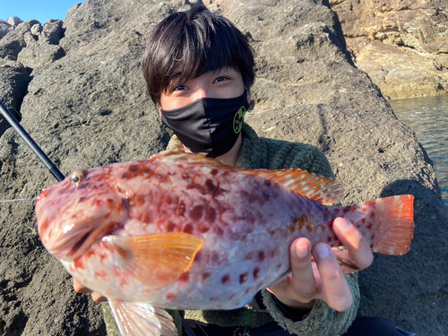 ブダイの釣果