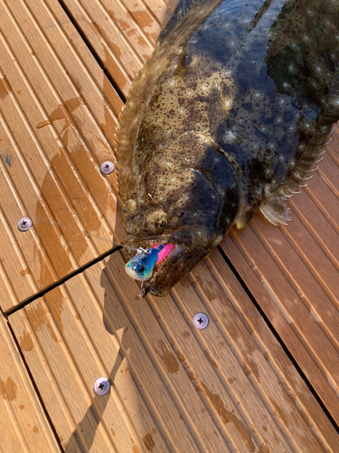 ヒラメの釣果