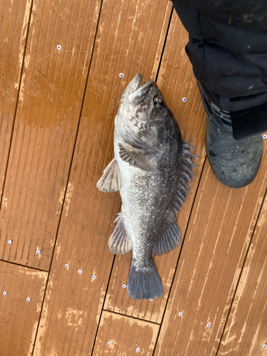 クロソイの釣果