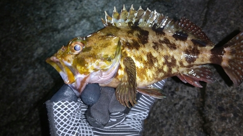 カサゴの釣果