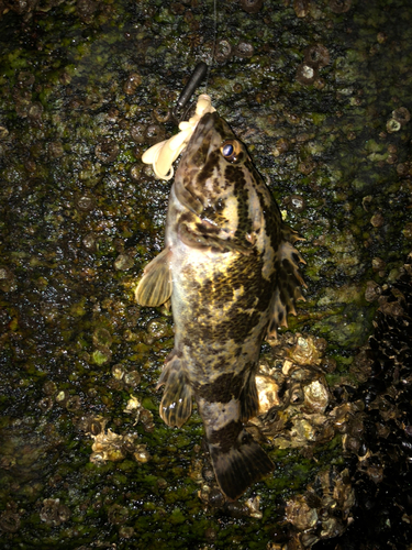 タケノコメバルの釣果