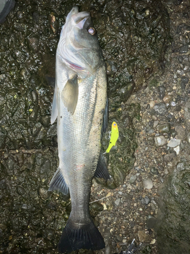 スズキの釣果