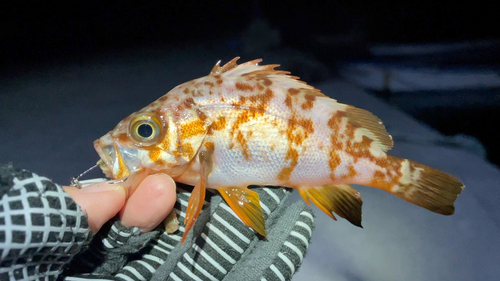 メバルの釣果