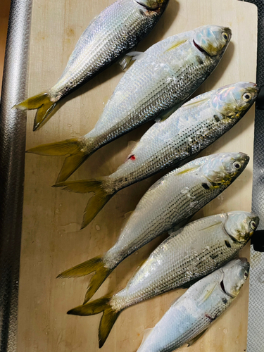 コノシロの釣果