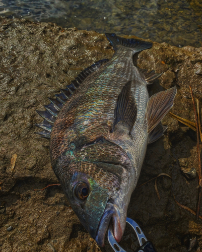 チヌの釣果