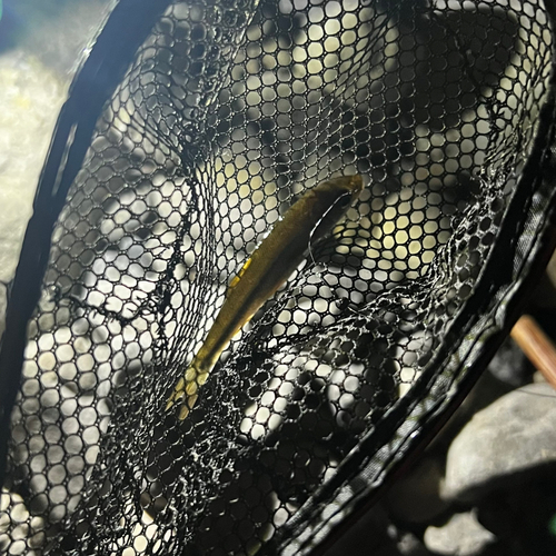 カワムツの釣果